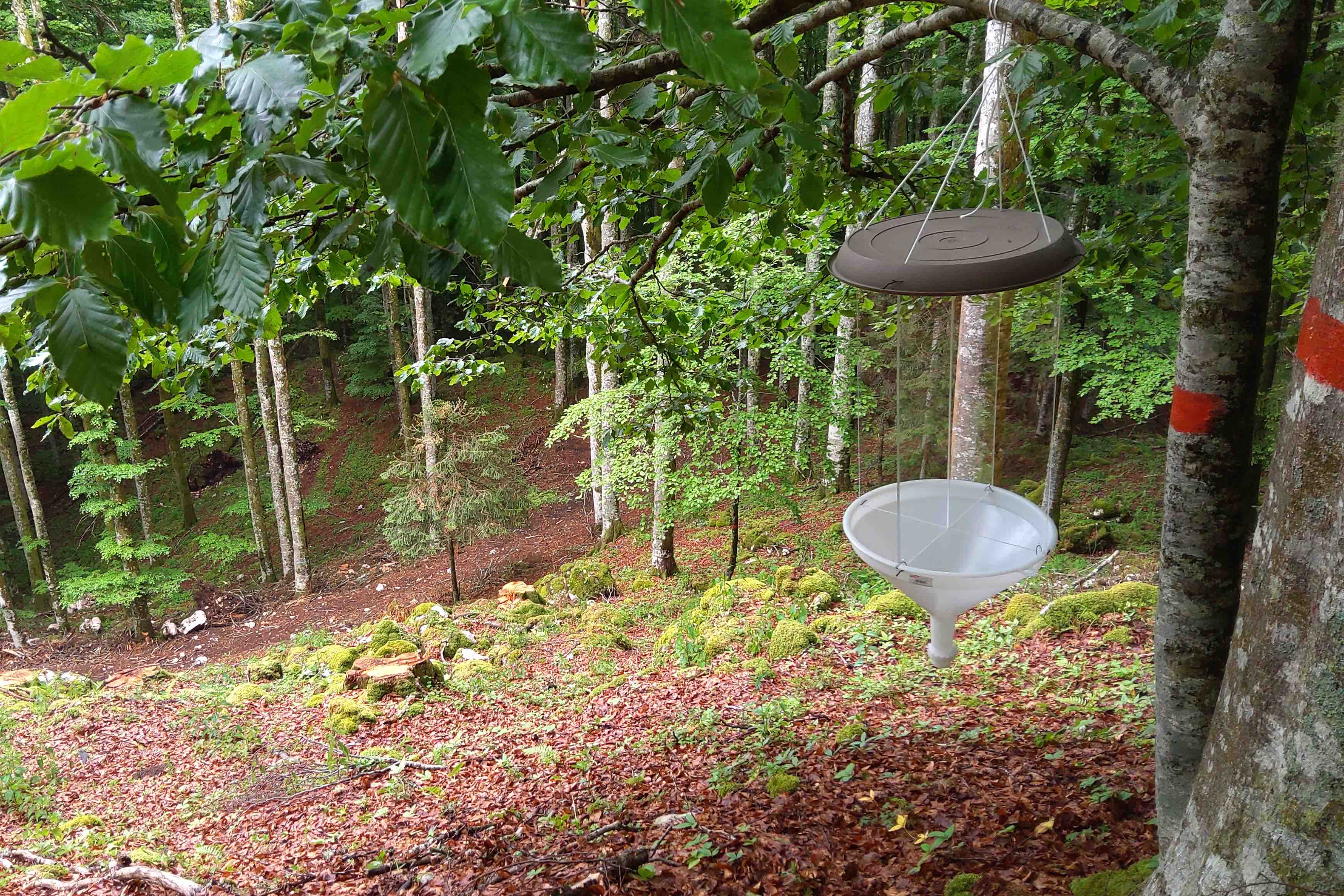 Bats, birds and insects monitoring within the SHS